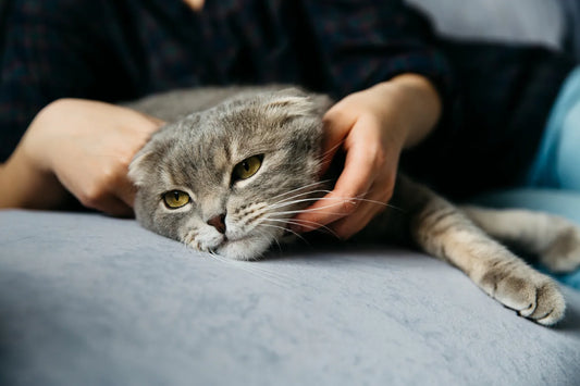 Alergia la pisici: cauze, simptome si solutii de combatere a alergiei la pisici