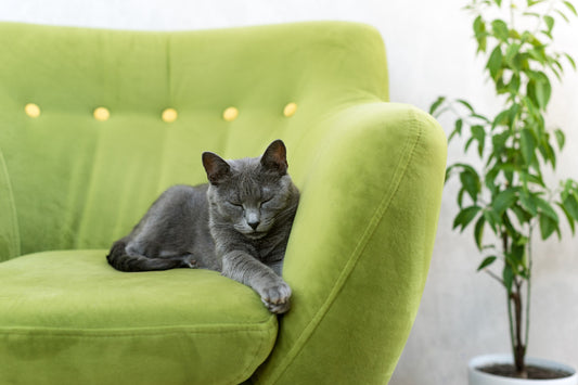 pisica mobila canapea